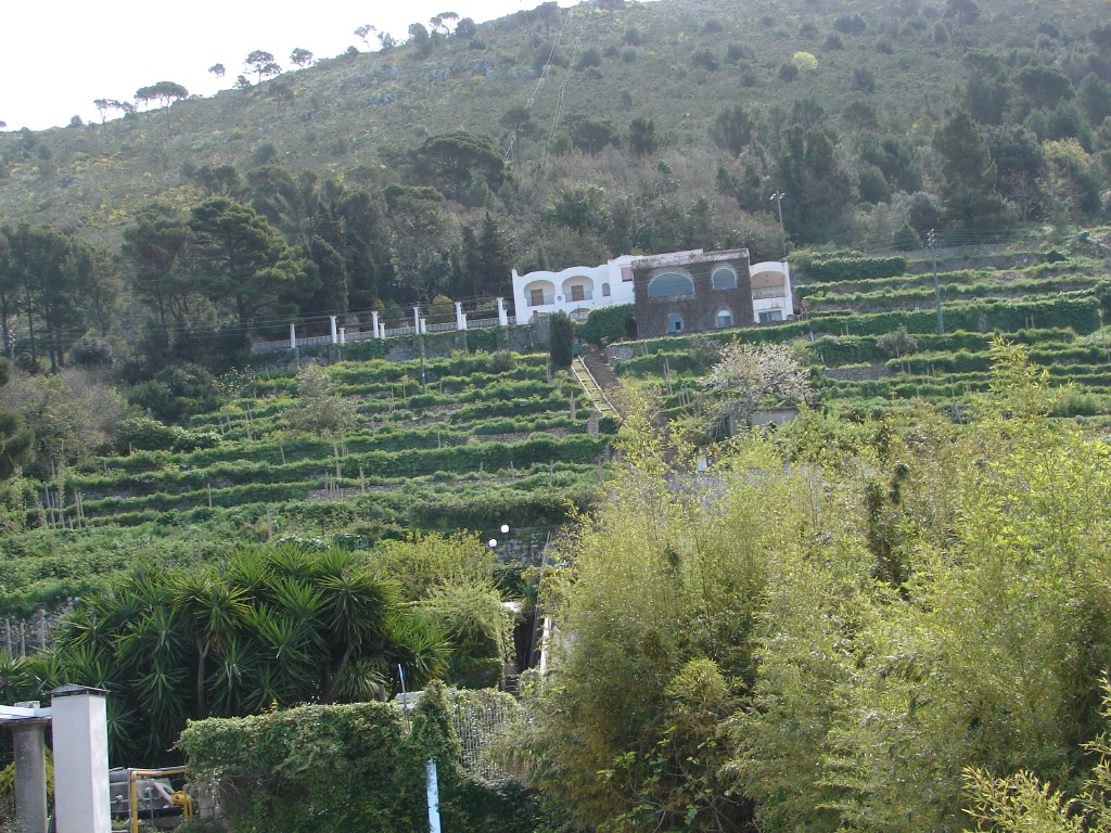 Gardens are terraced.jpg